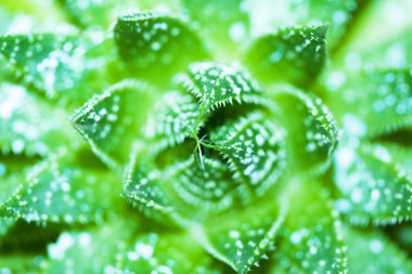 芦荟精华素宏照片