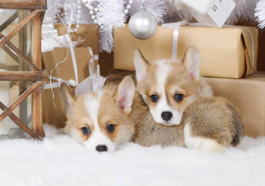 Welsh Colkie Pembroke (6 weeks old) lies under the Christmas tree with presents