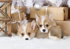 Welsh Colkie Pembroke (6 weeks old) lies under the Christmas tree with presents