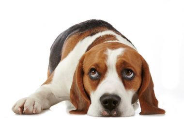 beagle hund圖片