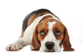 beagle hund图片