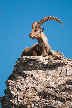 高山 ibex图片 高山 ibex图片