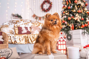 Spitz Klein, Germany, sits on a box with a present in the background of a Christmas tree. Animal theme
