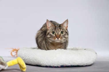 与玩具的白色篮子里的虎斑猫。射击对灰色的工作室