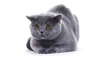 英国短毛猫猫肖像
