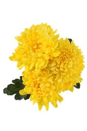 菊花黄