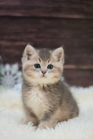 小貓?zhí)K格蘭直, 松散蓬松, 動物芒奇