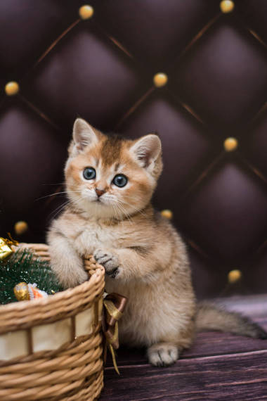 小猫苏格兰直, 松散蓬松, 动物芒奇