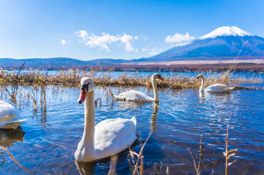 日本山川湖周围的白色天鹅美丽的富士山景