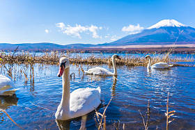 日本山川湖周围的白色天鹅美丽的富士山景