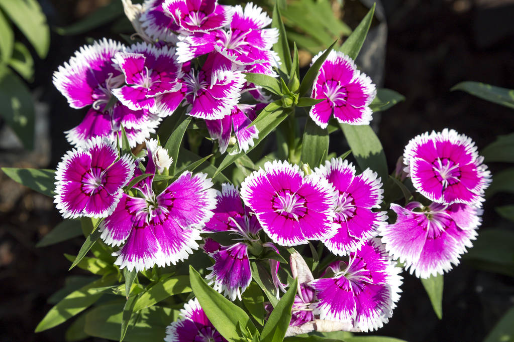 在花园里关闭美丽多彩的紫菜花 在花园里关闭美丽多彩的紫菜花