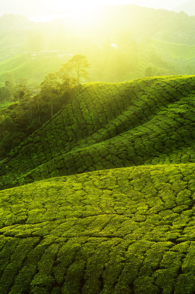 茶叶种植园.图片