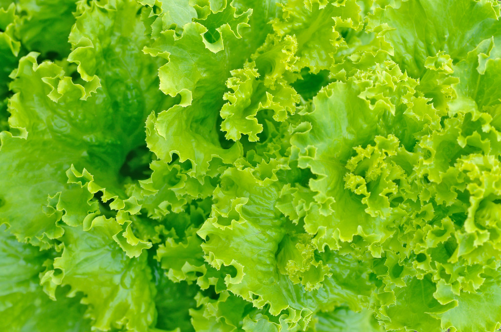 绿色沙拉图片 绿色沙拉图片