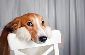 边境牧羊犬狗画像在工作室图片