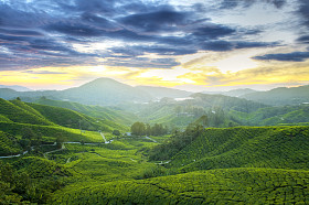 茶叶种植园.照片