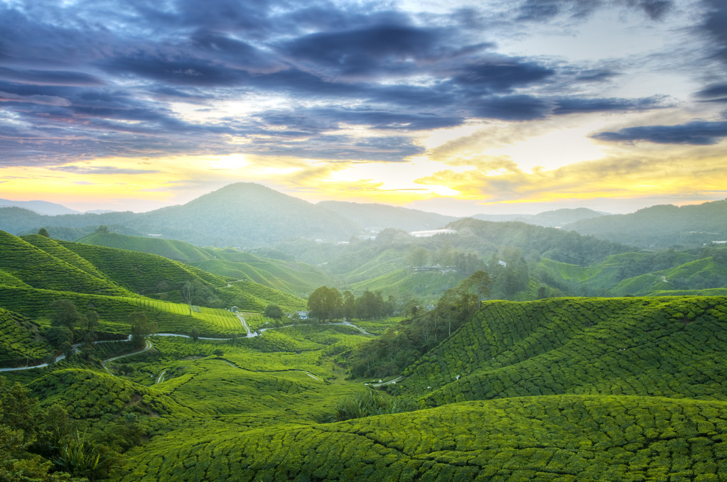 茶叶种植园.照片