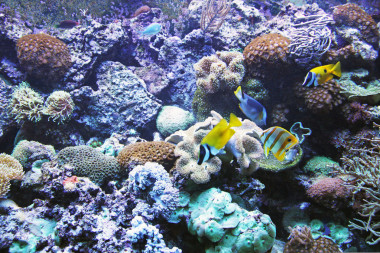 水族館→大水井海灘和海洋生物