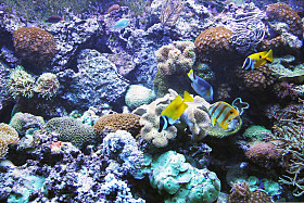 水族馆→大水井海滩和海洋生物