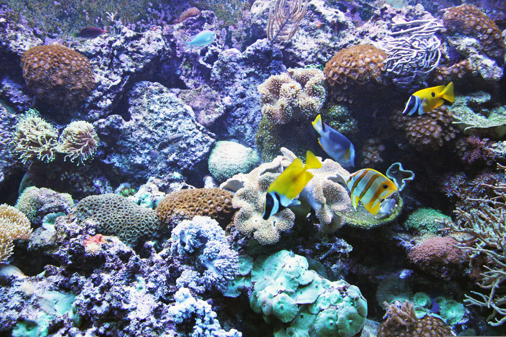水族馆→大水井海滩和海洋生物