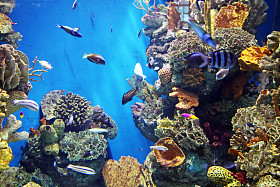 水族馆→大水井海滩和海洋生物