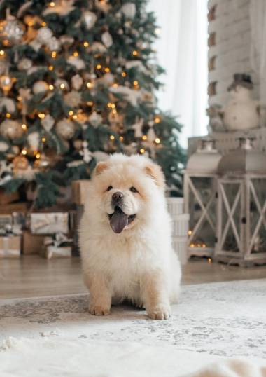 喬周狗在圣誕裝飾品 