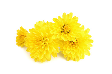 黄色菊花图片