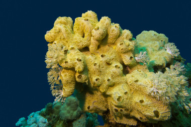 珊瑚礁與偉大黃海海綿底部的熱帶海