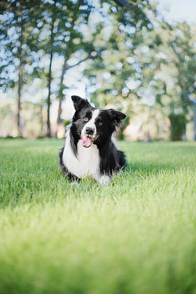 室外的边境牧羊犬图片