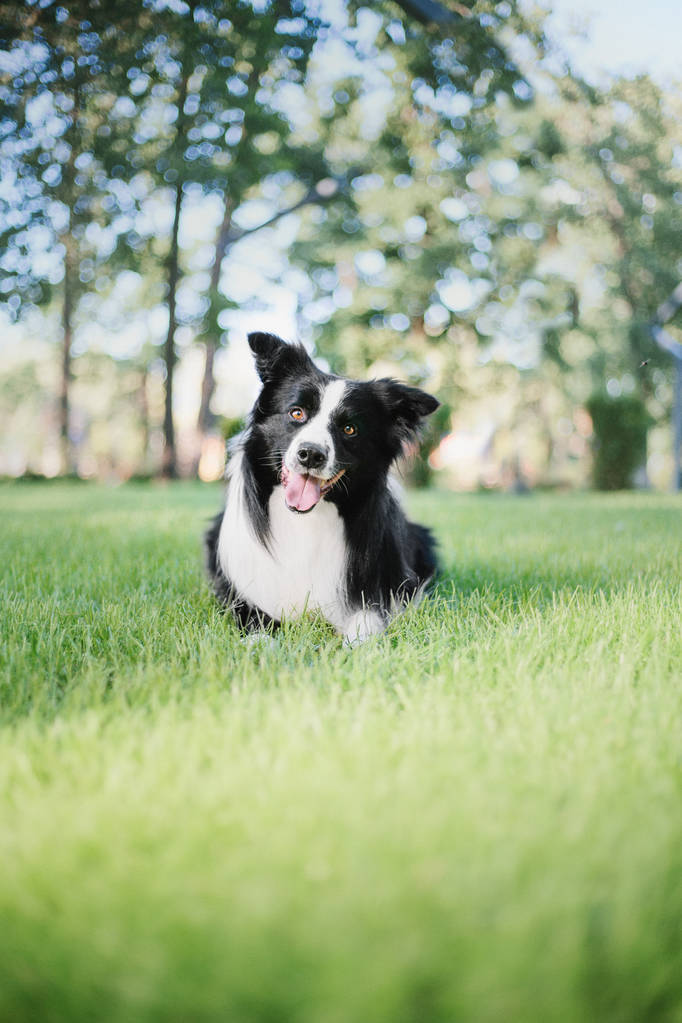 室外的边境牧羊犬图片