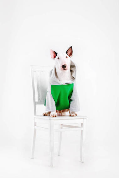 斗牛犬狗的衣服。穿著衣服的狗查出在白色背景