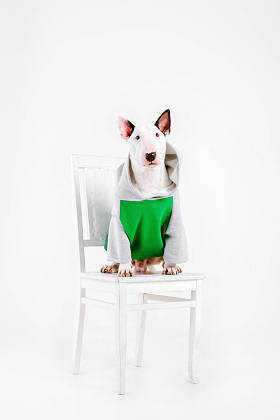 斗牛犬狗的衣服。穿着衣服的狗查出在白色背景