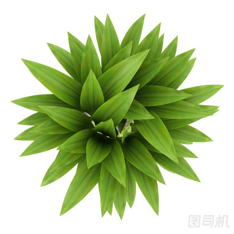 Kli ? k在線俯視圖的竹子植物孤立在一個白色的背景