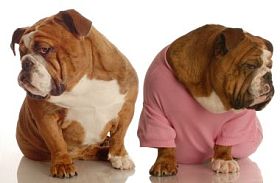 两个英国牛头犬与他们背对对方在参数中