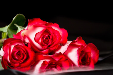 红玫瑰图片