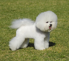 比熊犬照片