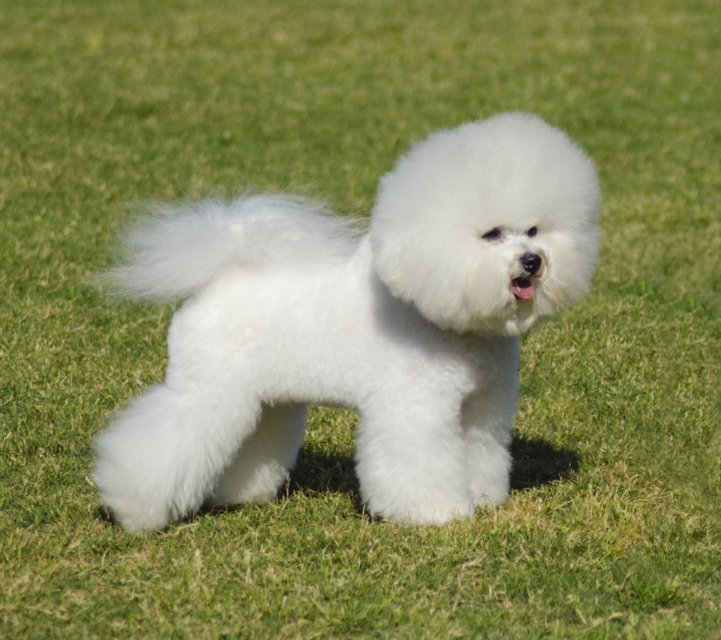 比熊犬照片