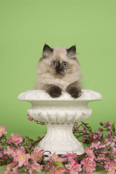 在綠色背景的白色花盆與藍色眼睛的布娃娃小貓