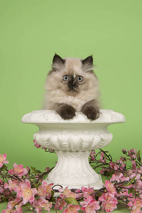 在绿色背景的白色花盆与蓝色眼睛的布娃娃小猫