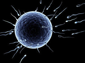 spermatozoons，漂浮到胚珠