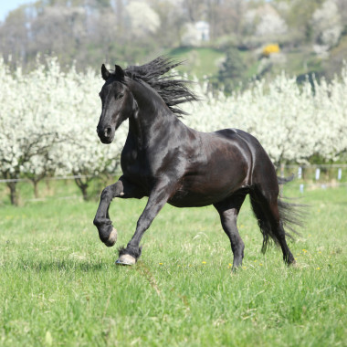 運(yùn)行在開花樹木的華麗 friesian 母馬
