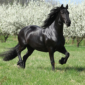 friesian 母马在开花梅花树
