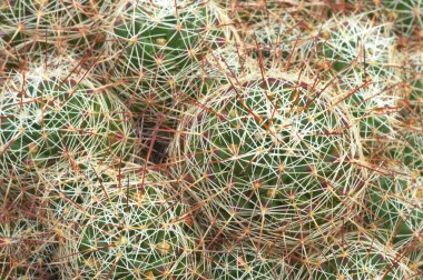 綠色和白色仙人