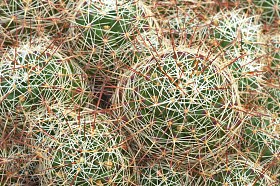 绿色和白色仙人