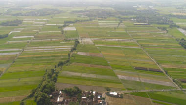 印度尼西亚的稻田和农田图片