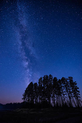 长时间曝光夜风景与银河系星系在高针叶树之上
