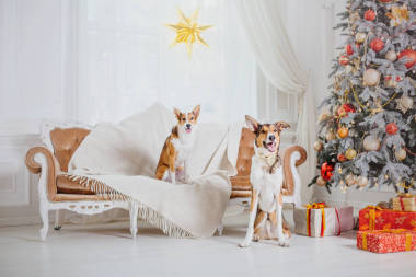 圣誕節(jié)背景上的狗。新年禮物。圣誕樹。寒假