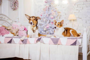 圣誕節(jié)背景上的狗。新年禮物。圣誕樹。寒假