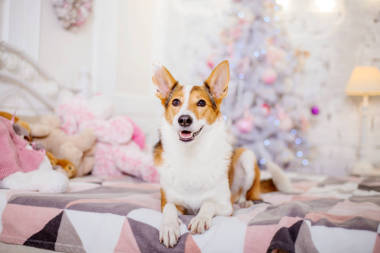 圣誕節(jié)背景上的狗。新年禮物。圣誕樹。寒假