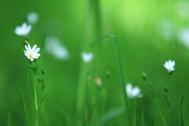 蓝色的花在春天的花园在丹麦