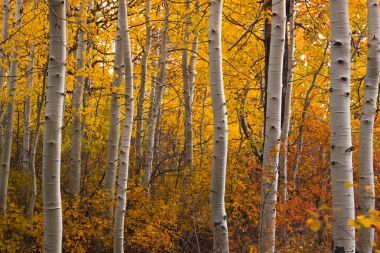 深秋的白楊樹林